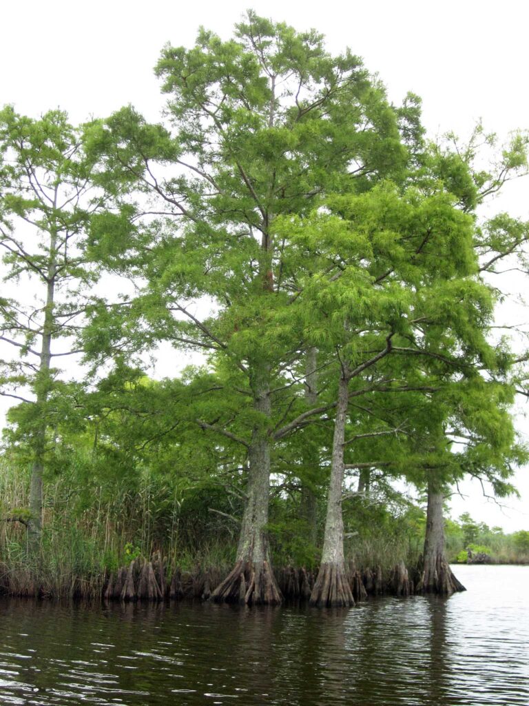 Fluting and buttress roots of Taxodium distichum (bald cypress) in deep water in Sandbridge, Virginia.
