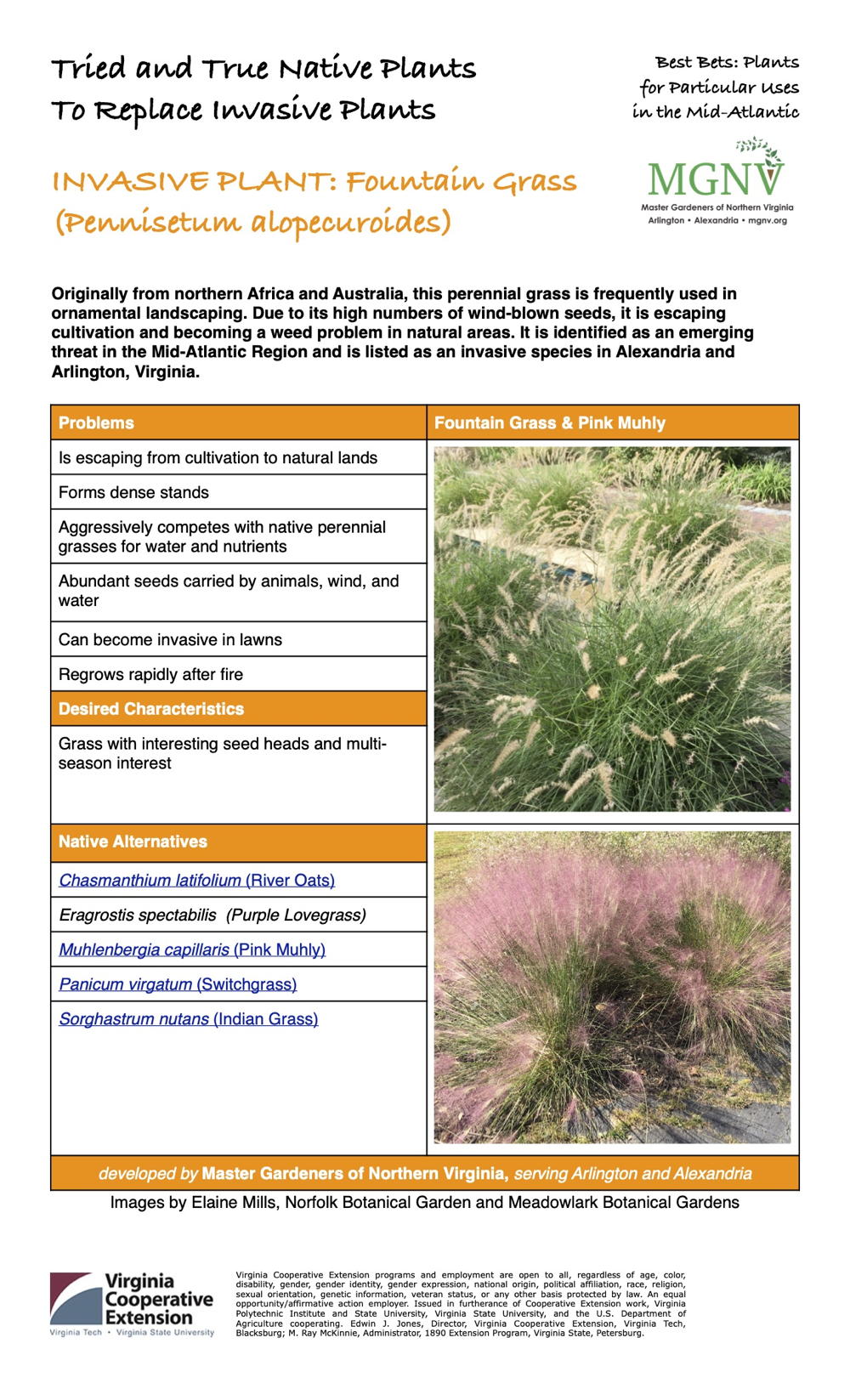 Invasive Fountain Grass Factsheet