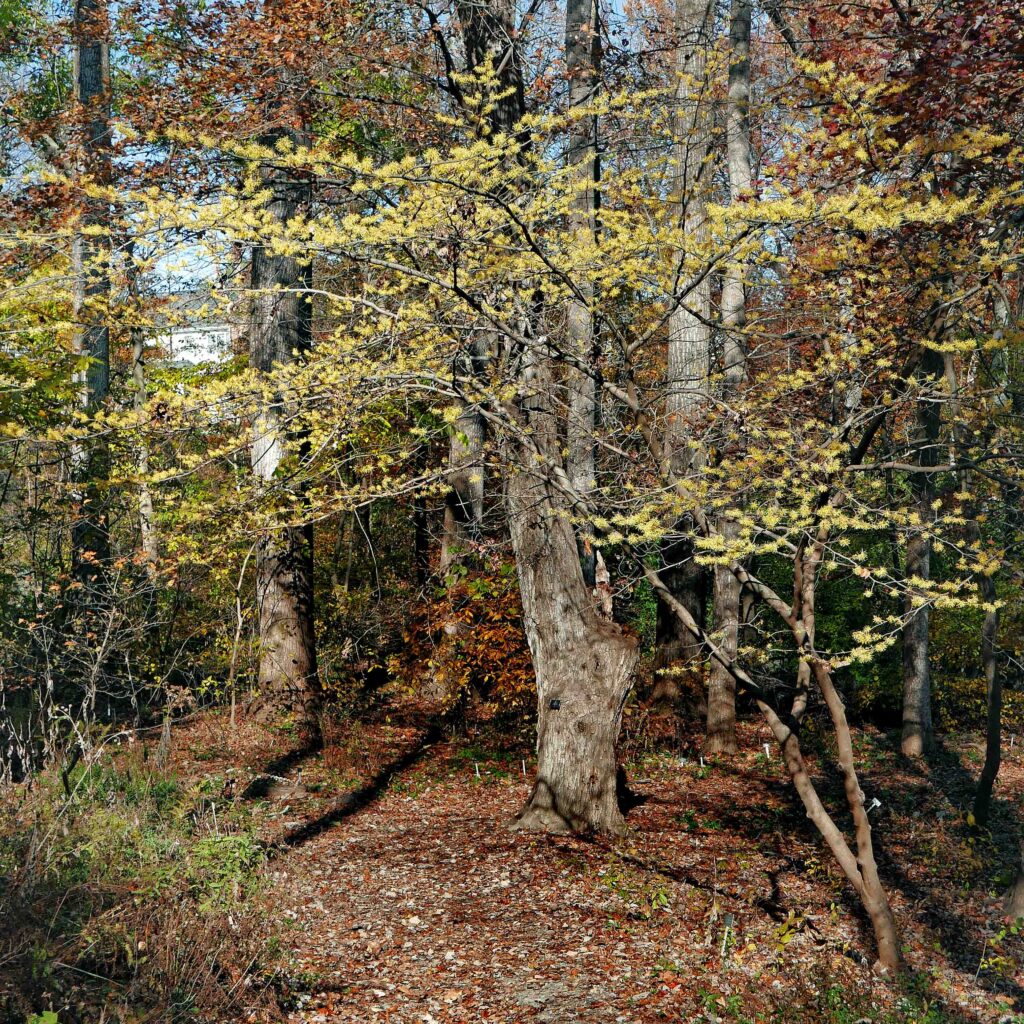 Hamamelis virginiana (Witch Hazel) in flower in November at Green Spring Gardens.