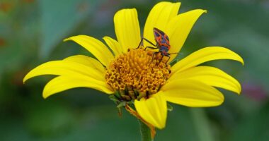 False milkweed bug on Heliopsis helianthoides (oxeye) in June.