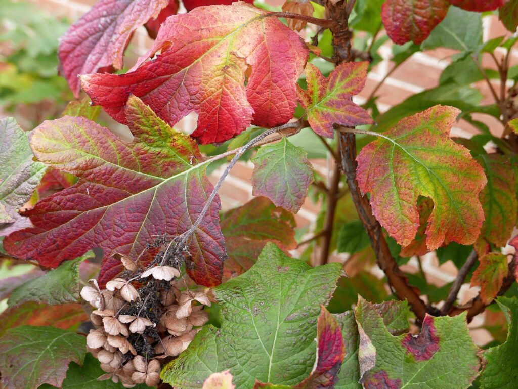Hydrangea quercifolia (oakleaf hydrangea): peduncles (1.7–2.9″), pedicels (.04–1″), petioles (.4–5″).