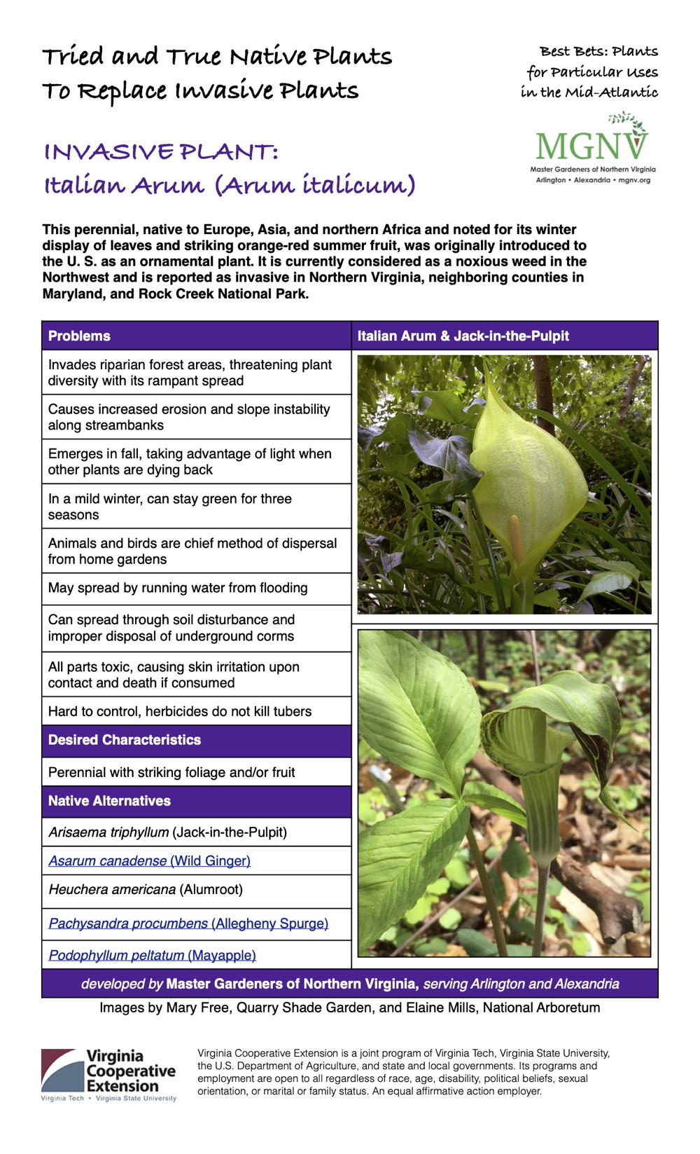 Invasive Italian Arum Fact Sheet