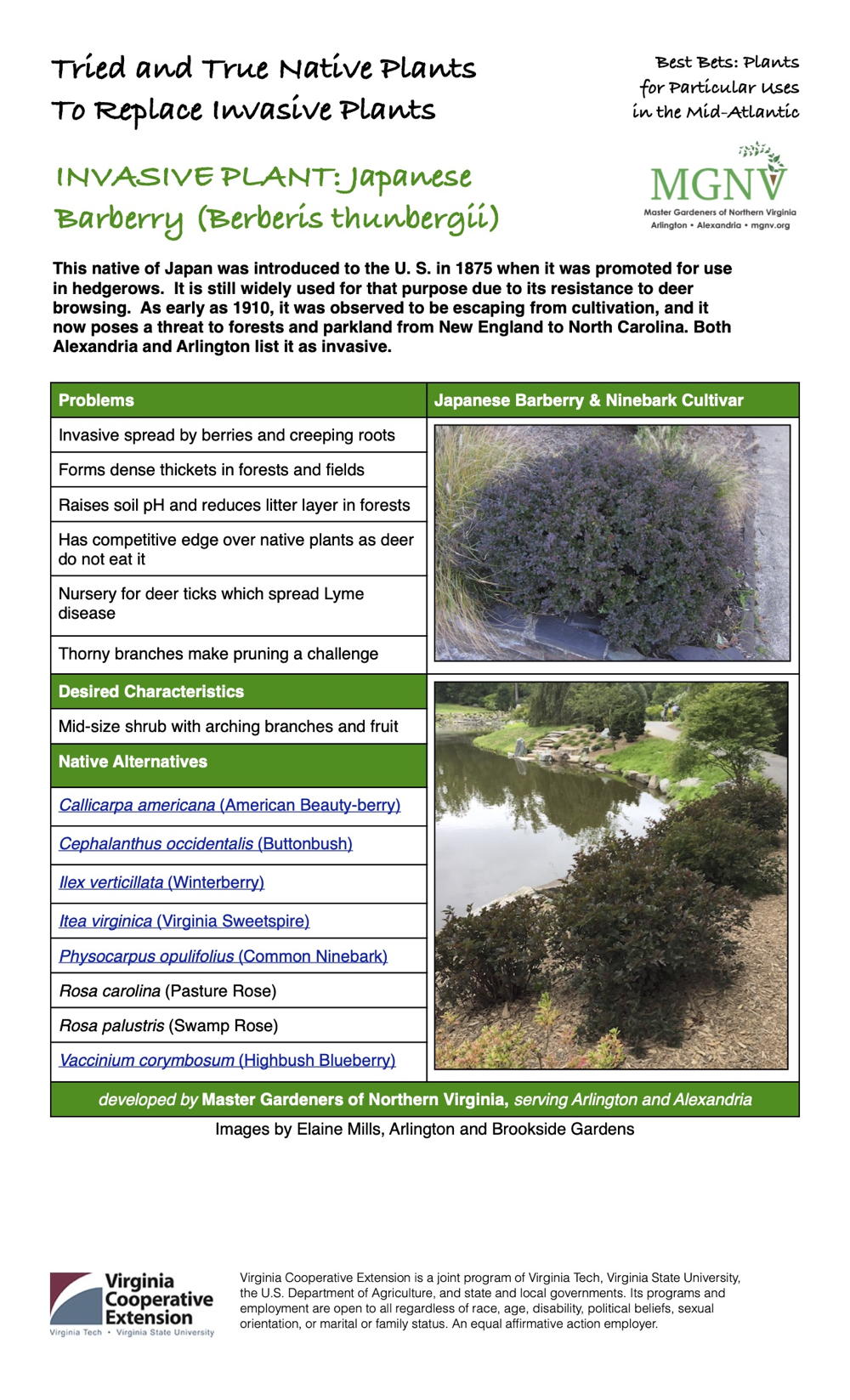 Invasive Japanese barberry factsheet