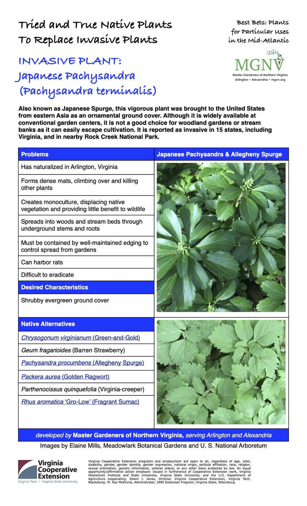 Japanese Pachysandra Fact Sheet
