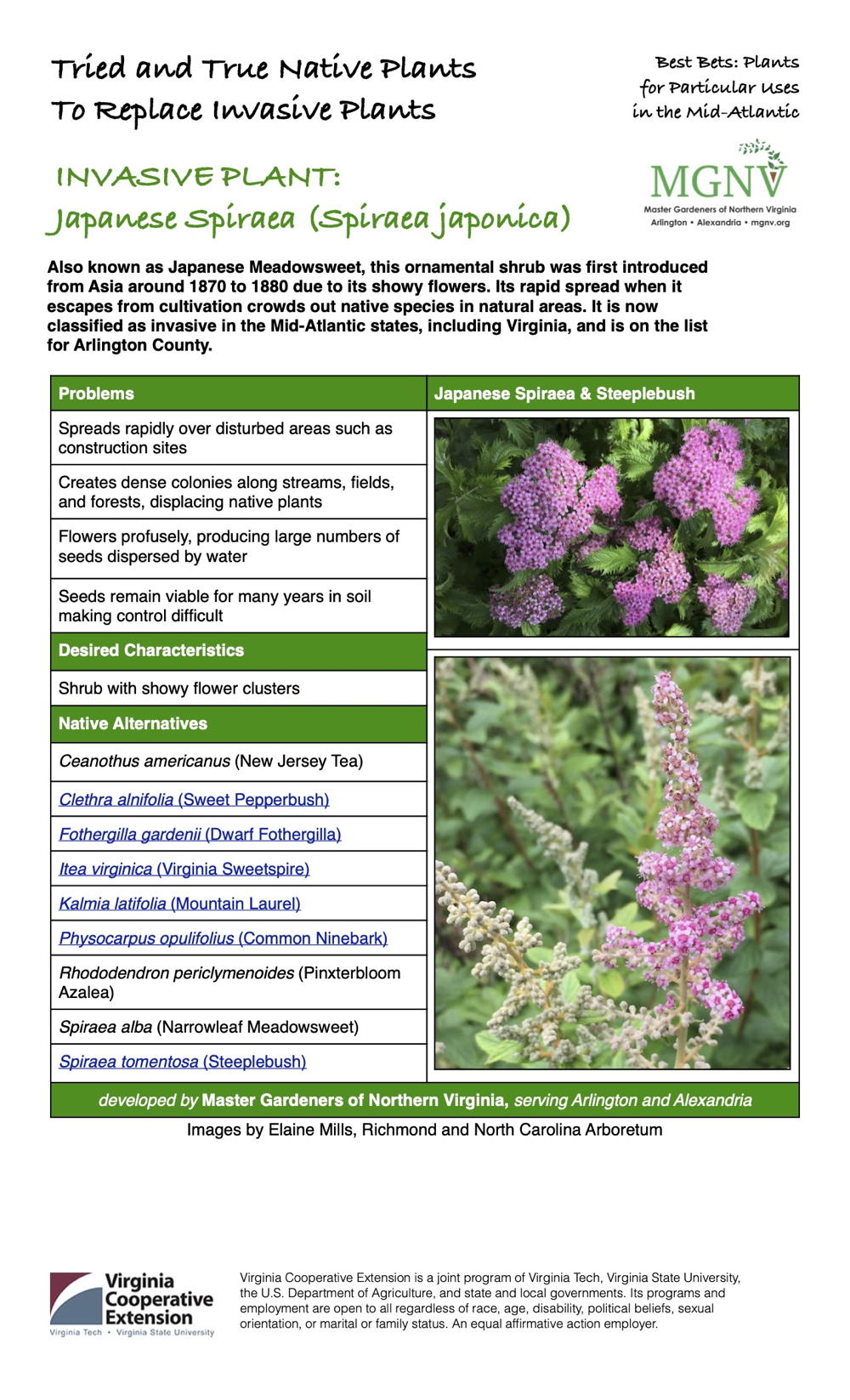 Invasive Japanese Spiraea Fact Sheet