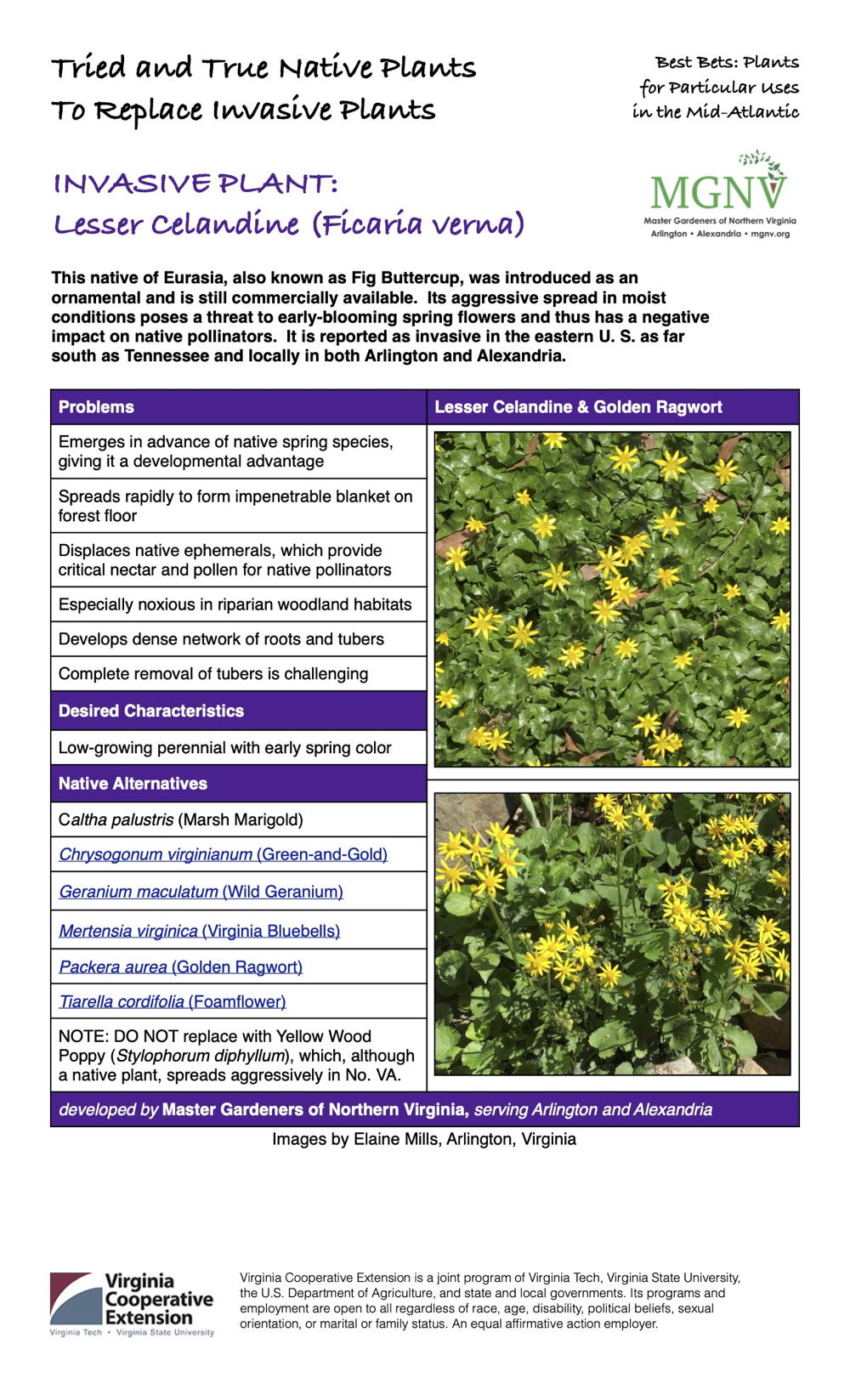 Invasive Lesser Celandine Factsheet