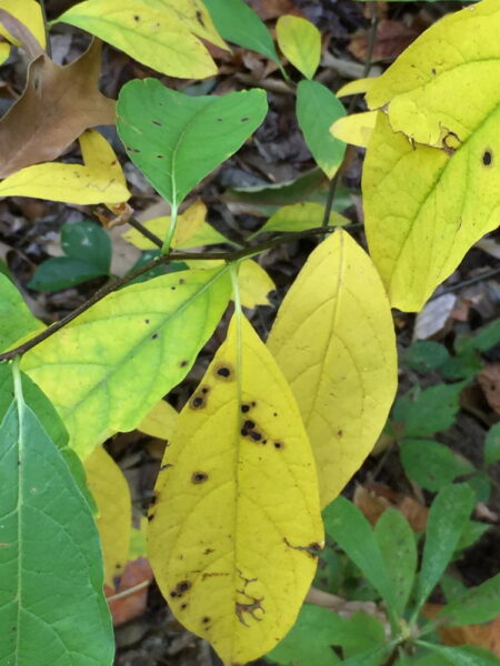 Lindera benzoin (Spicebush) Leaves beginning to turn color