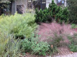 Muhlenbergia capillaris (Hair-awn or Pink Muhly) in November at Green Spring Gardens.