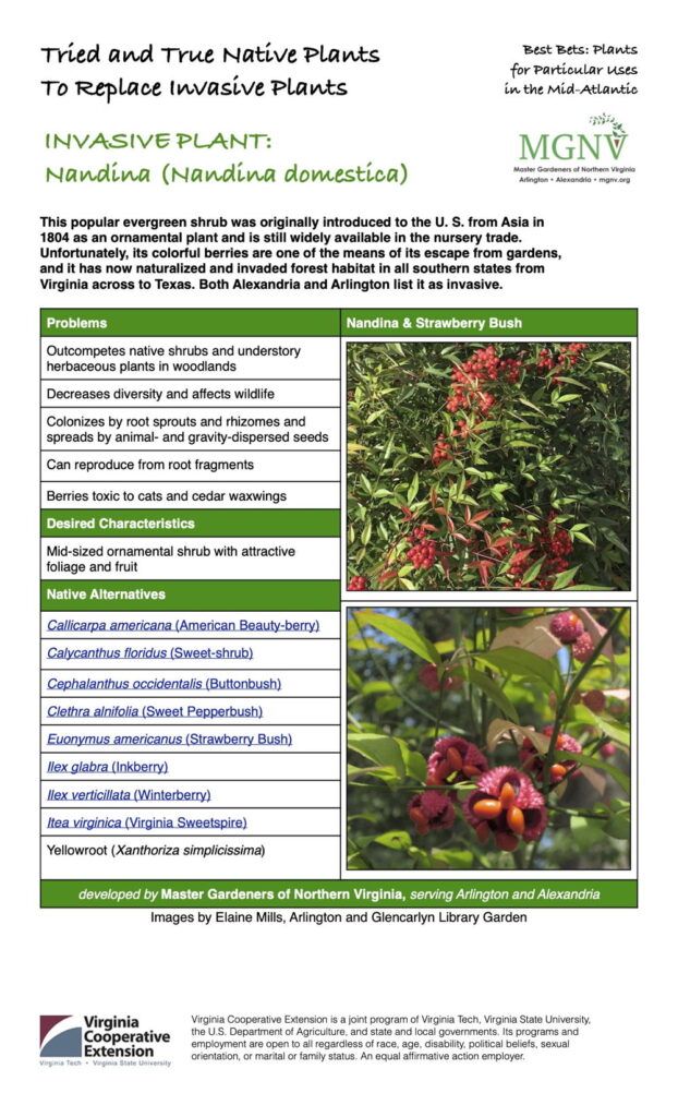 Invasive plant fact sheet - nandina domestica