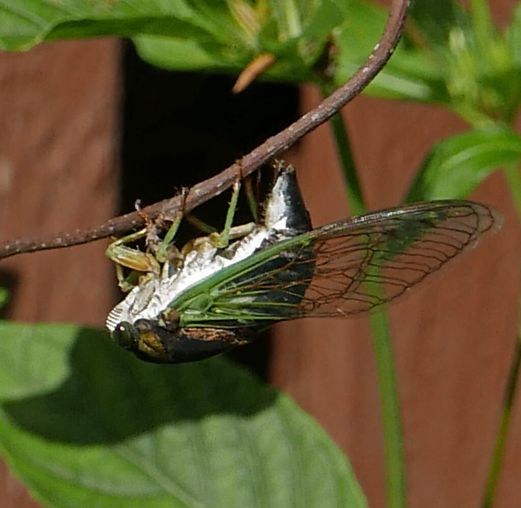 Annual dog day cicada in August.
