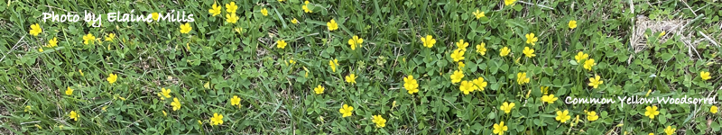 Common yellow woodsorrel in bloom
