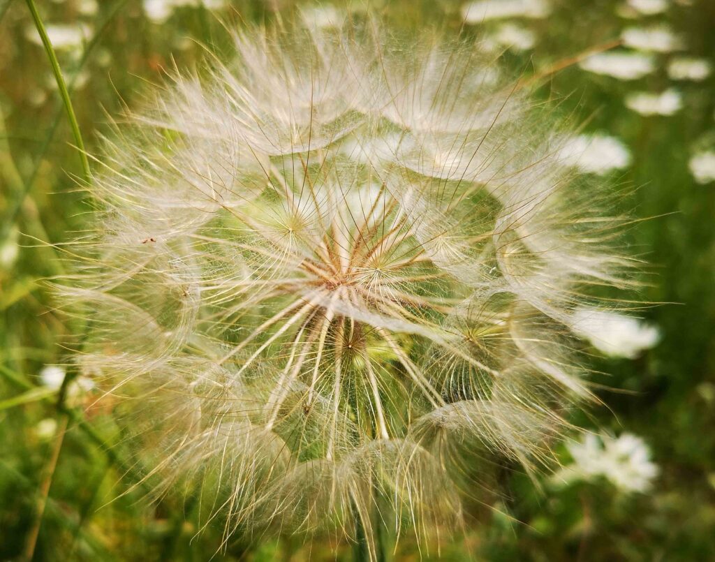 The pappi of Tragopogon dubius (goat’s-beard)–plumose? awns? subulate scales? Photo by Garonzi Stefania CC BY-SA 4.0