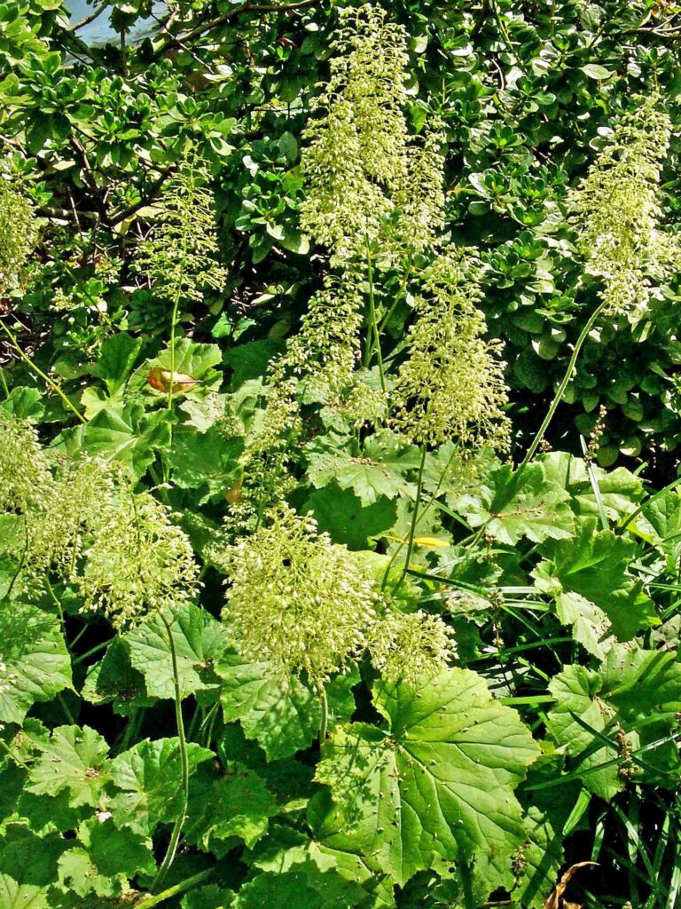 Pedunculate (8–20" long) panicles of Heuchera villosa (hairy alumroot) cultivar 'Autumn Bride.'