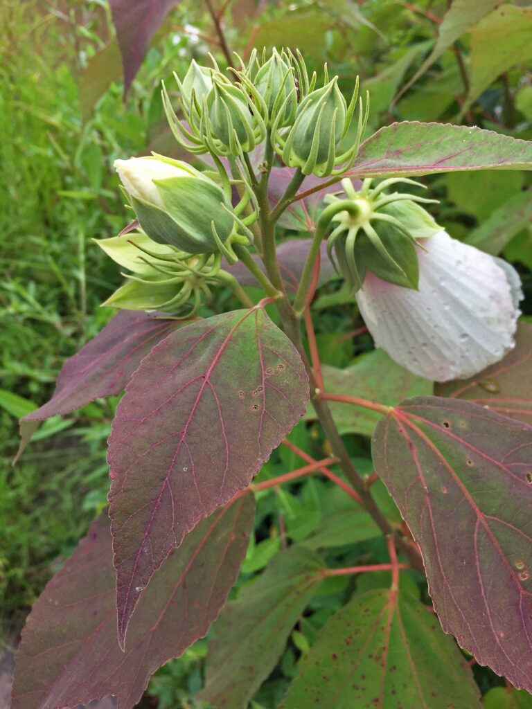 Erect peduncle (.4–2.75" long) with solitary flower of Hibiscus moscheutos (swamp rose-mallow) bends as bud opens and elongates with fruit. A peduncle with an unfertilized flower abscises just above its upper leaf axil.