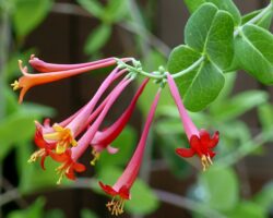 Terminal spikes with usually glaucous peduncles (.8–2.4" long) of Lonicera sempervirens