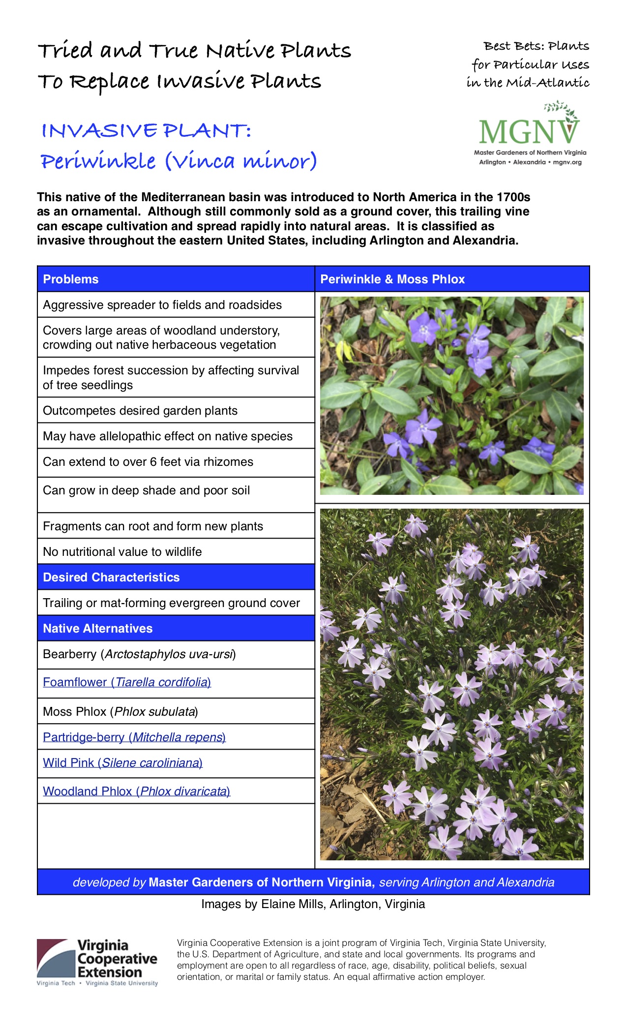 Invasive Periwinkle Factsheet