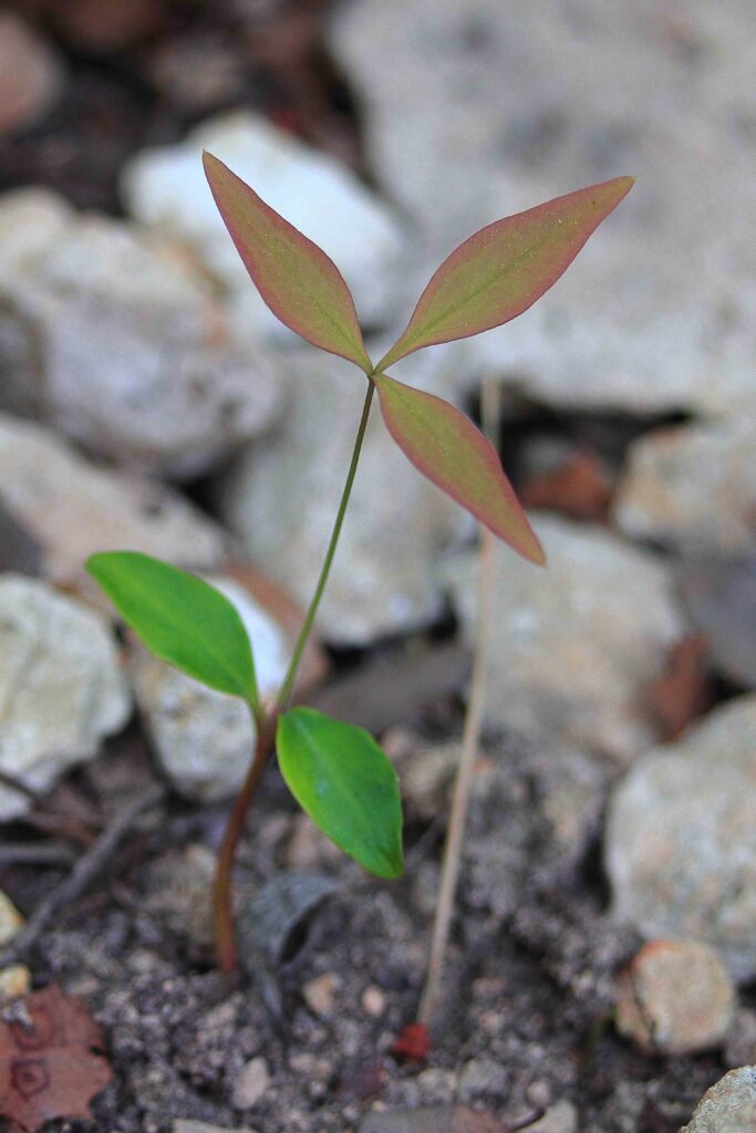 The plumule rises above the cotyledons (the green seed leaves) in this seedling of invasive Nandina domestica. Its immature leaf is true to the mother plant, reddish-green and tri-pinnately compound. Picture: Emmanuel Douzery CC BY-SA 4.0