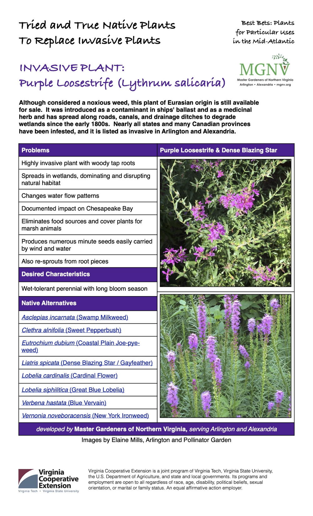 Purple Loosestrife Factsheet