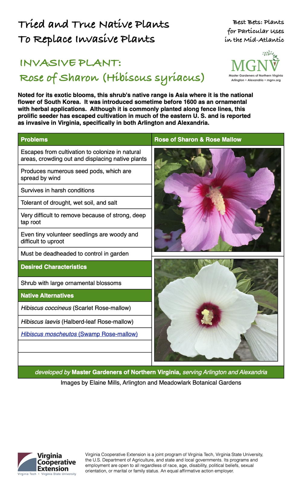 Invasive Rose of Sharon Factsheet