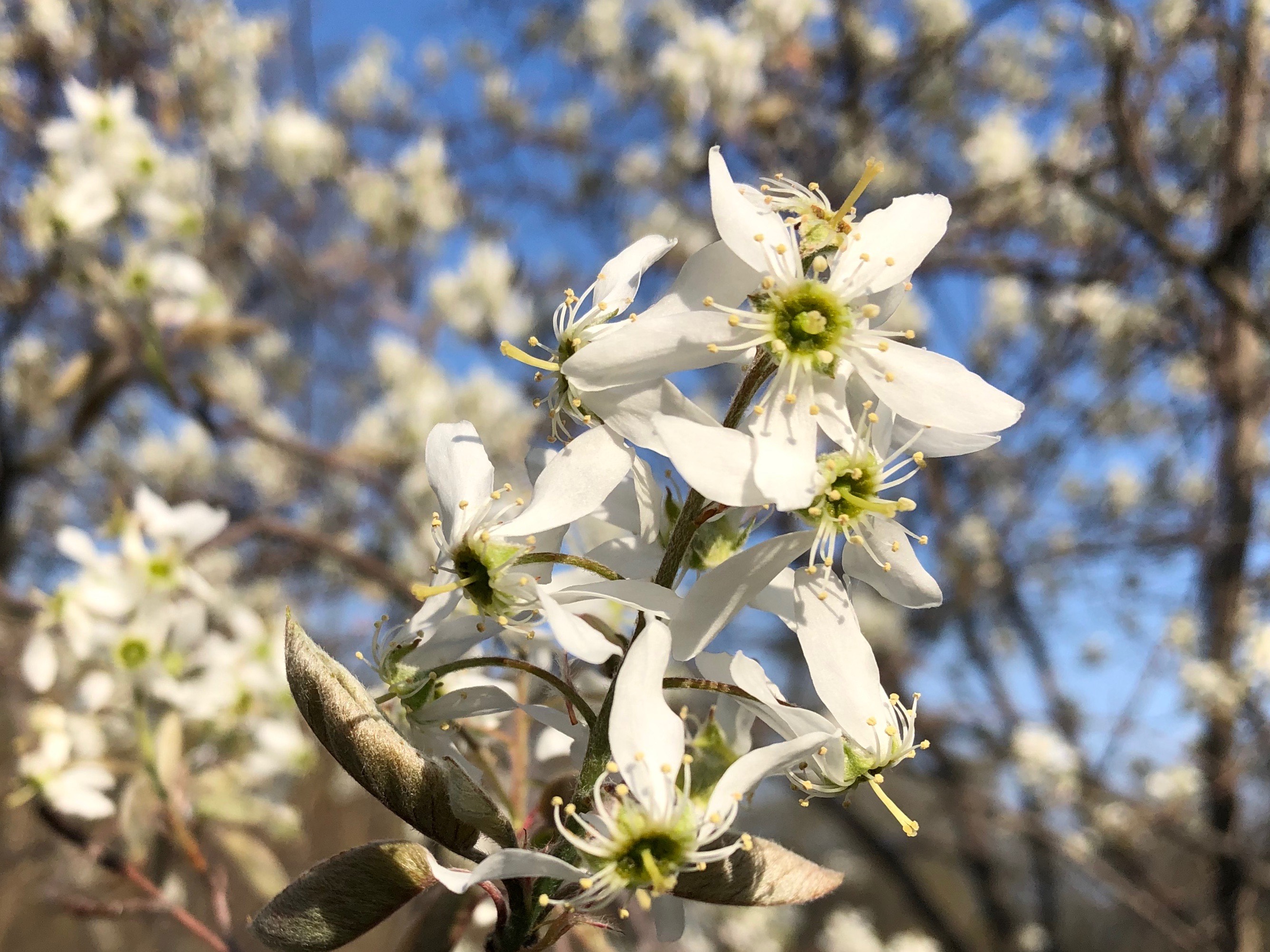Serviceberry in bloom