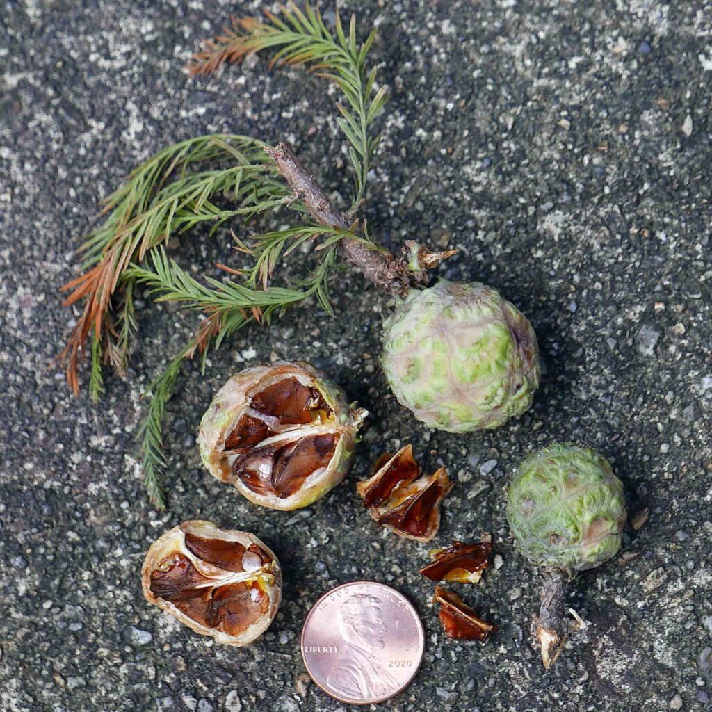 Galbuli and seeds of Taxodium distichum (Bald Cypress) in October.