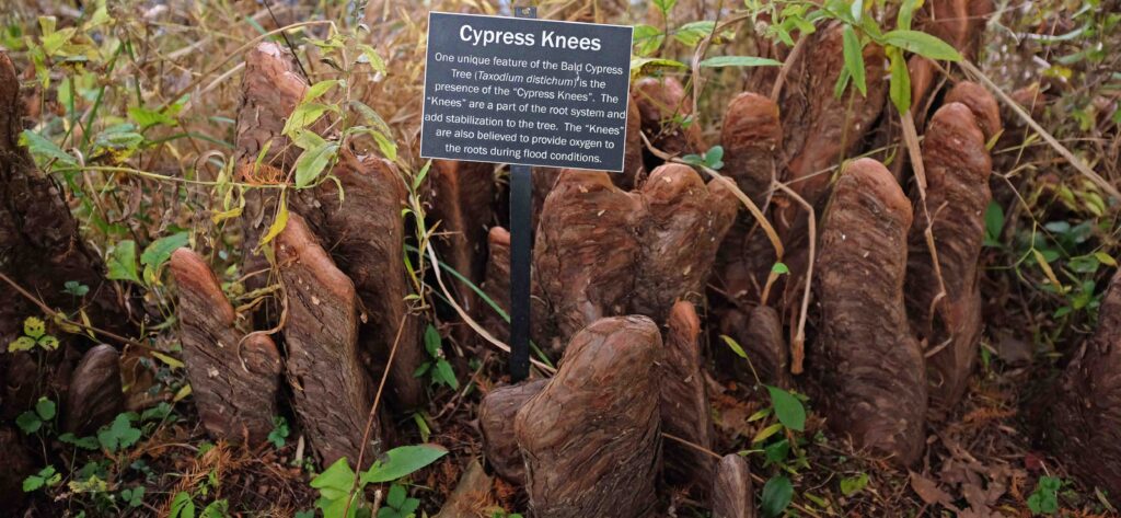 Meadowlark Botanical Gardens’ informational sign espouses theories about cypress knees.