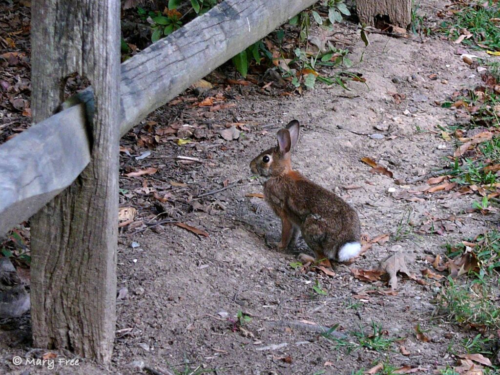 "As primary predator and prey, fox and rabbit [Sylvilagus floridanus mallurus (eastern cottontail)] populations are expected to move in cycles." (page 19 Wildlife of Arlington). 
