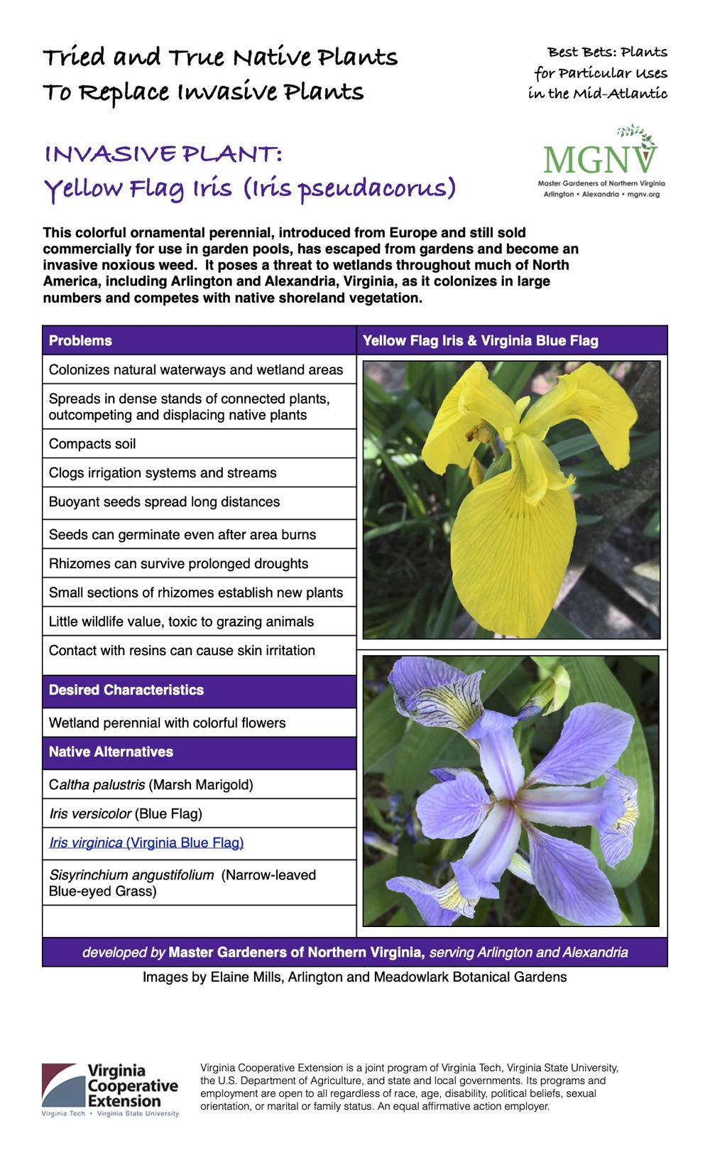 Invasive Yellow Flag Iris Fact Sheet