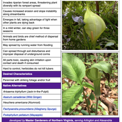 invasive italian arum table