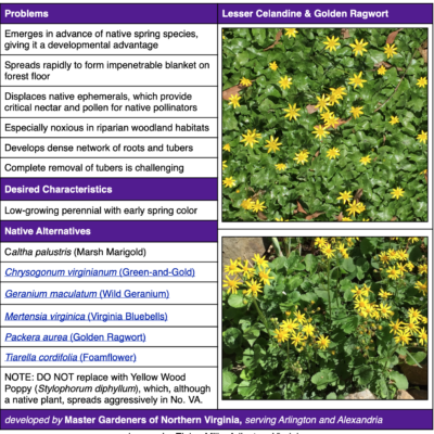 Invasive Lesser Celandine Table from factsheet