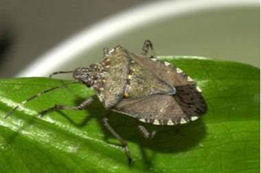 Adult brown marmorated stink bug