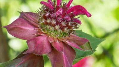 Monarda didyma 'Jacob Cline' showy red flower head subtended by red to purple foliaceous bracts