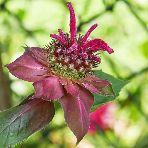 Monarda didyma 'Jacob Cline' showy red flower head subtended by red to purple foliaceous bracts