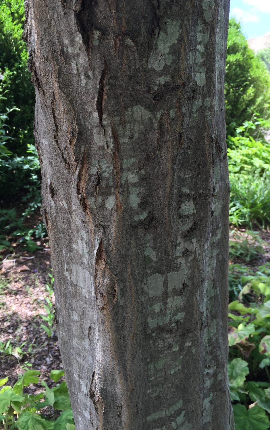 the blue-grey bark of Carpinus caroliniana