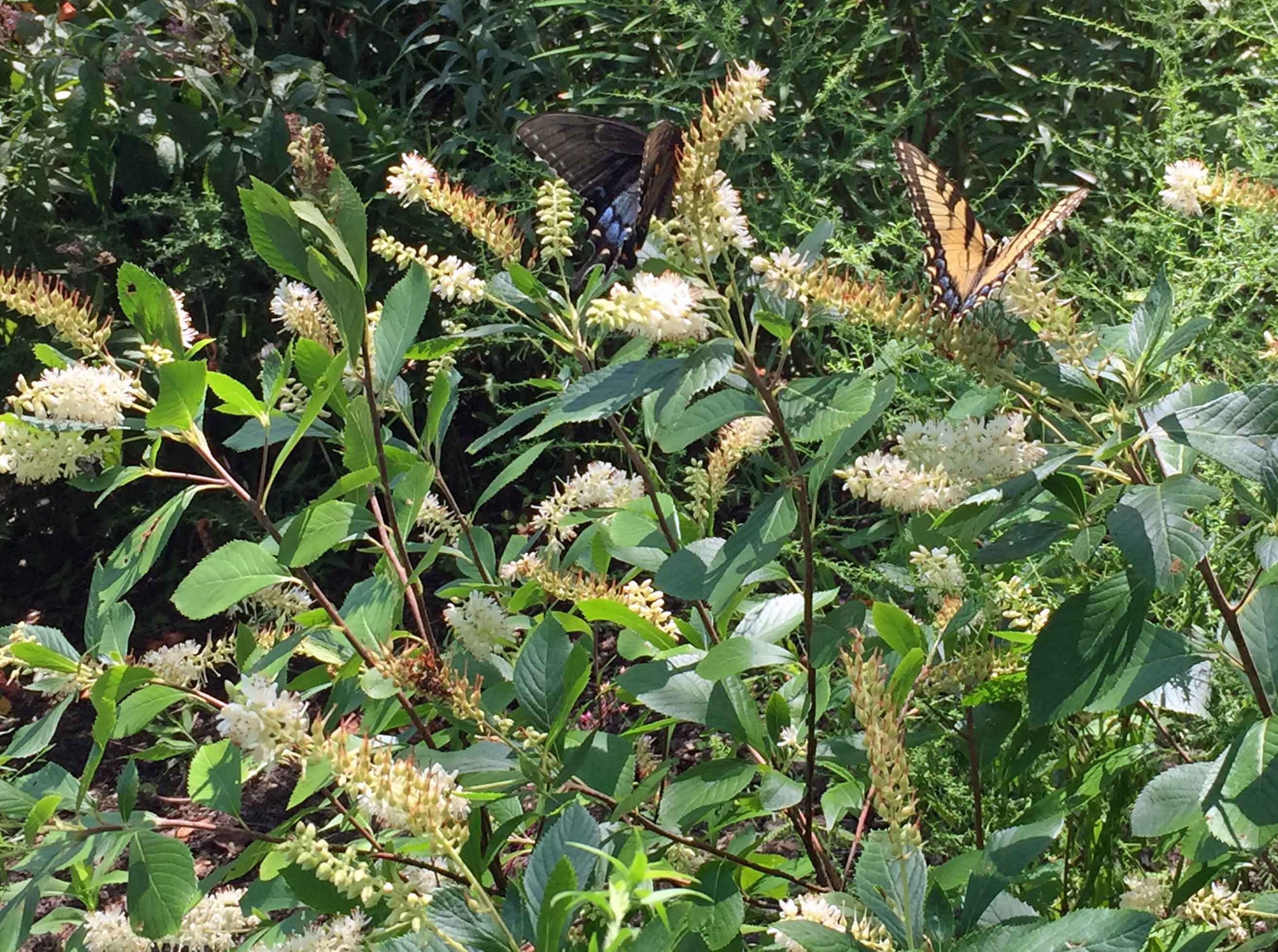 Clethra alnifolia (Sweet Pepperbush) flowers with female and male eastern tiger swallowtails in July.