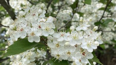 Crataegus viridis (Green Hawthorn) flowers in April