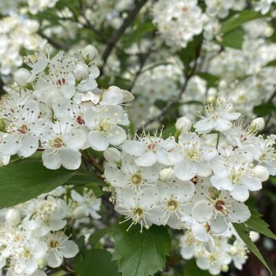 Crataegus viridis (Green Hawthorn) flowers in April