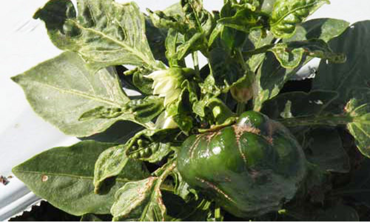 Damage to sweet pepper from an infestation of thrips