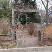 Wisteria frutescens (American wisteria) at the Sunny Garden in December. In the wild, it is typically found in swampy woods and moist thickets.