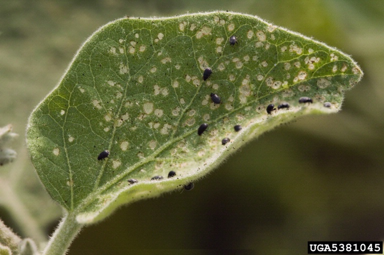 Eggplant flea beetles