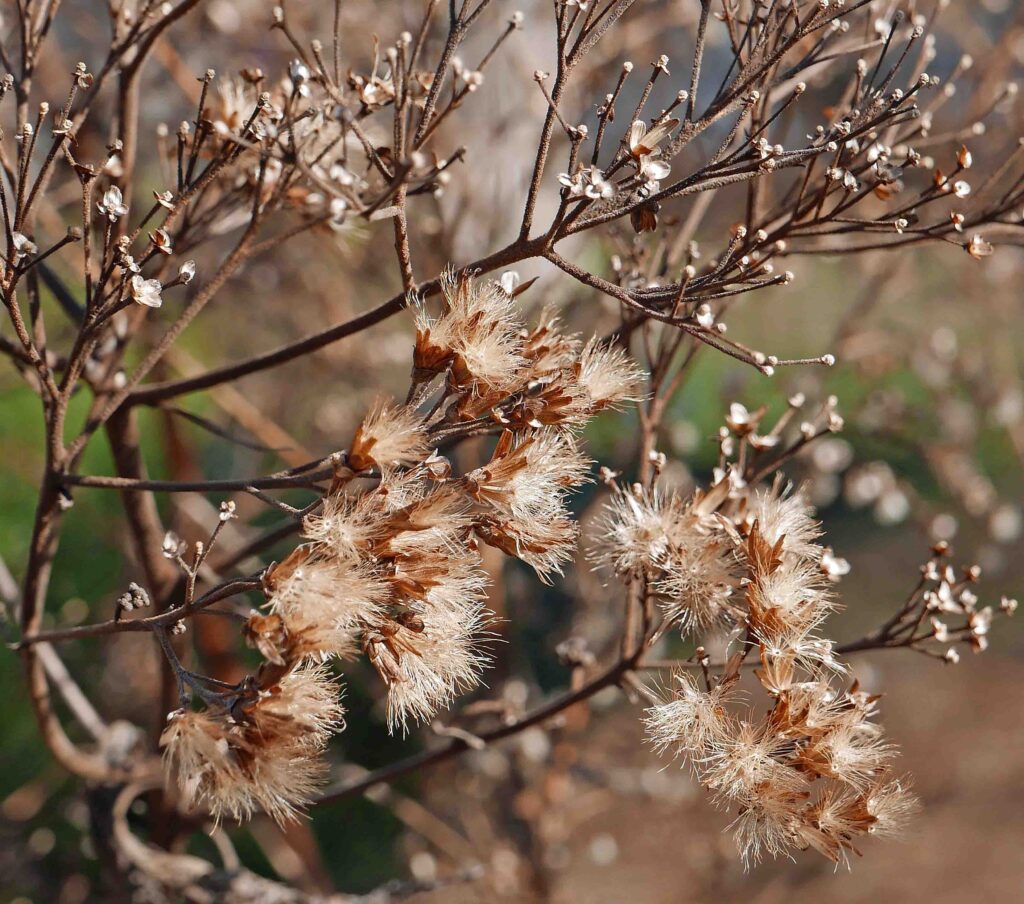 Eutrochium dubium (Eastern or Coastal Joe Pye Weed)