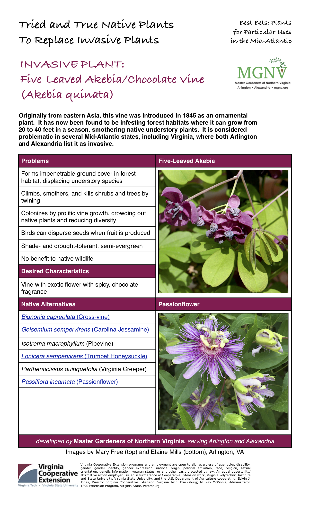 Five-Leaved Akebia/ Chocolate Vine (Akebia quinata) Invasive Factsheet