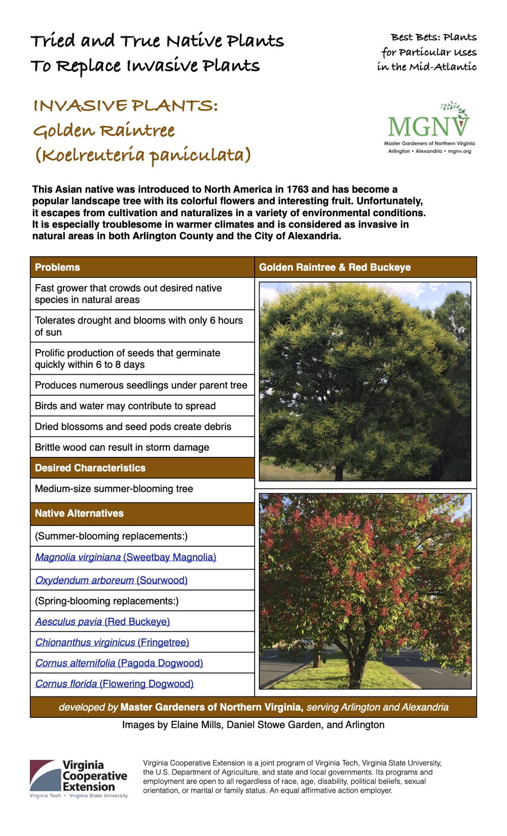 Invasive Golden Rain Tree Fact Sheet