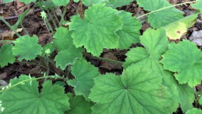 Heuchera villosa