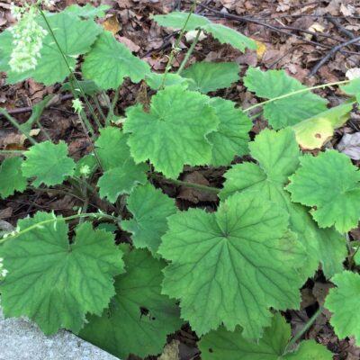 Heuchera villosa