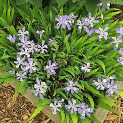 Iris cristata en masse in May
