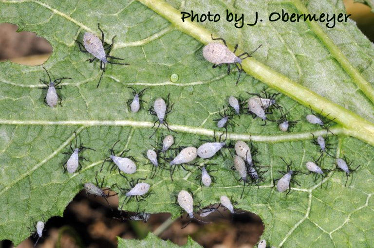 Squash bug early stage nymphs