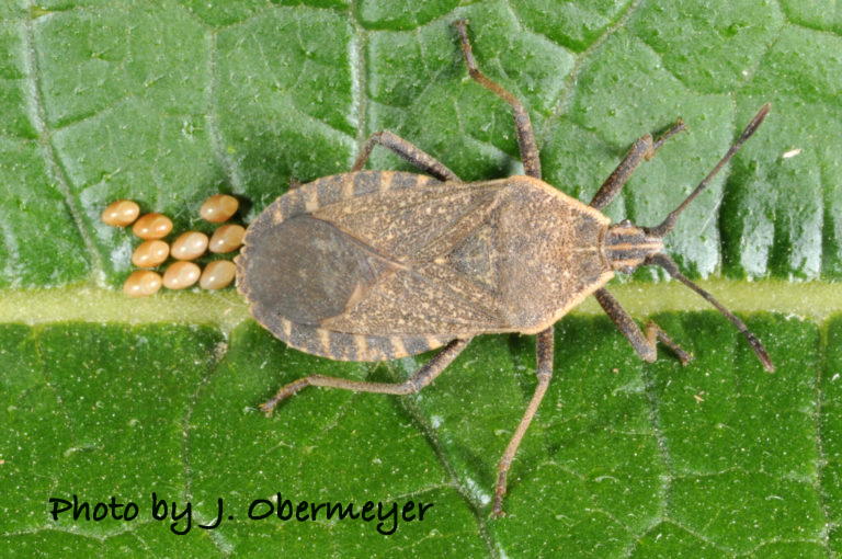 Squash bug adult and egg cluster