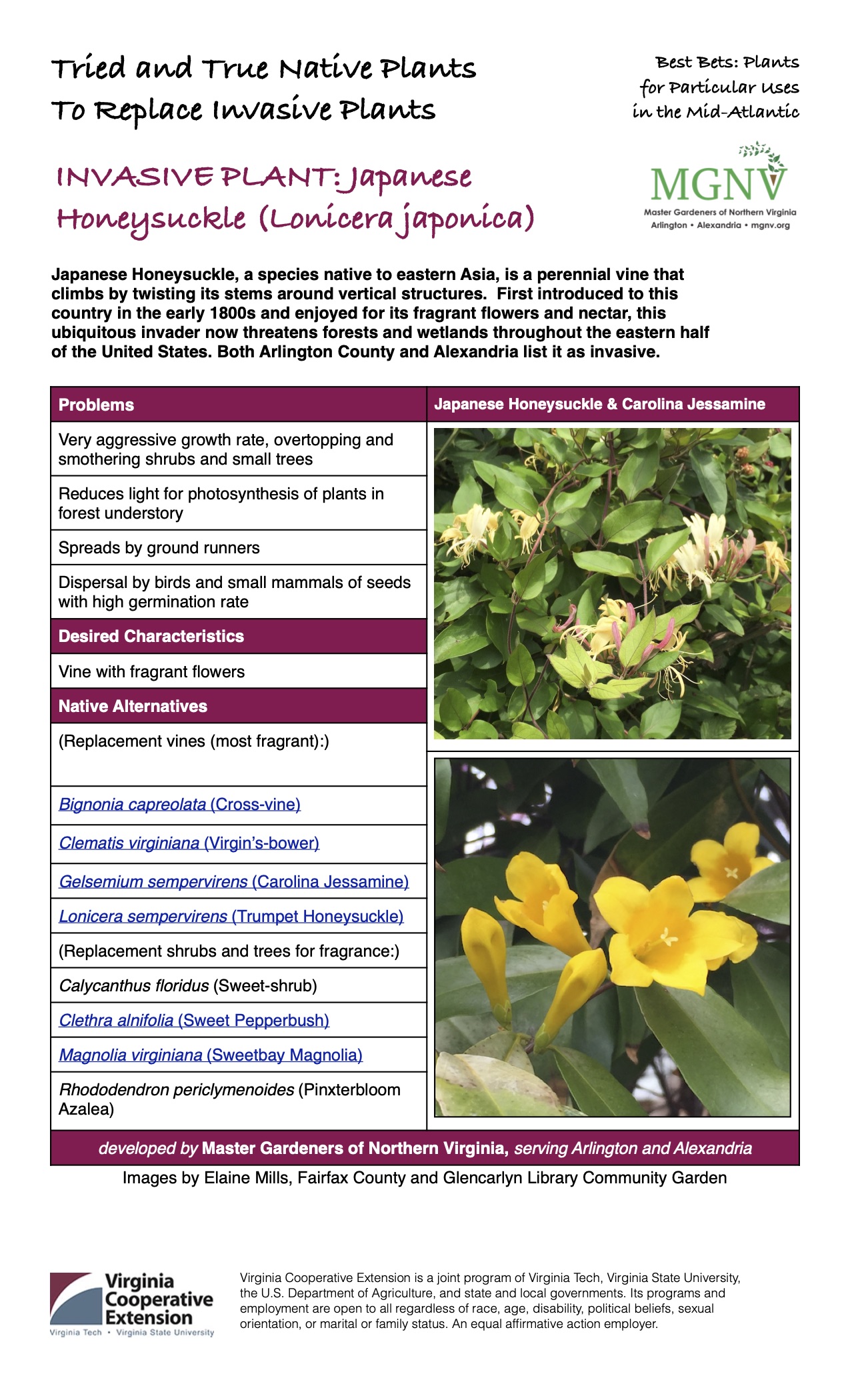 Japanese Honeysuckle (Lonicera japonica) invasive plant factsheet.