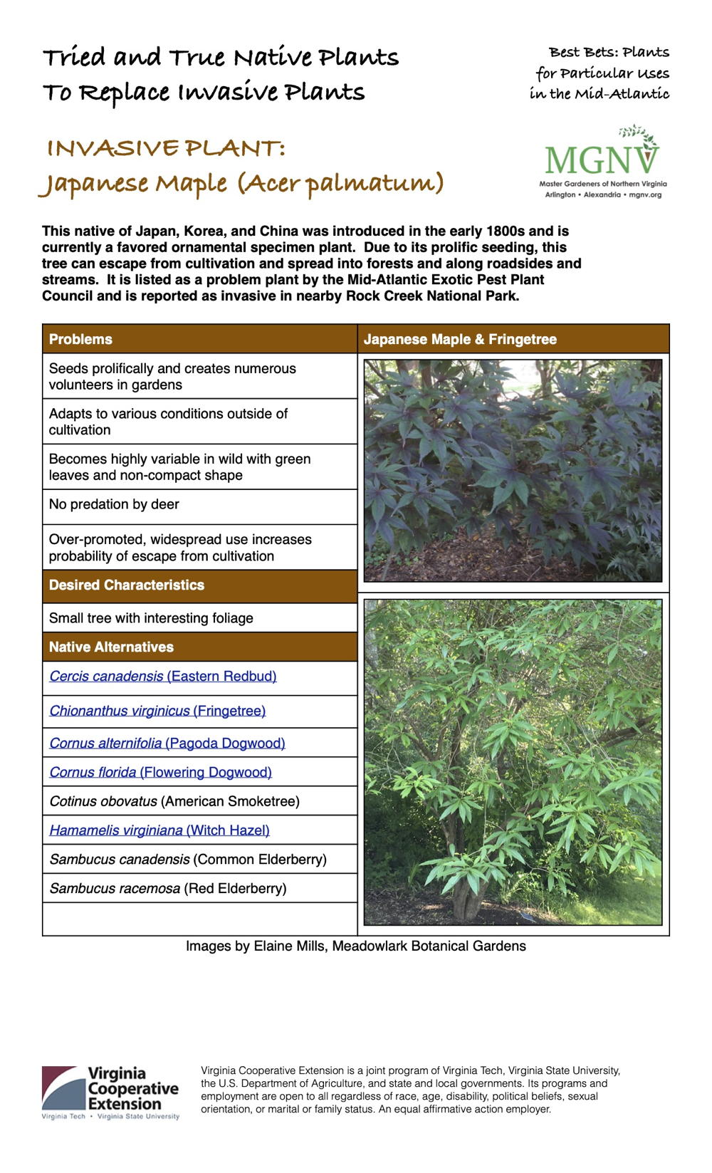 Invasive Japanese maple factsheet